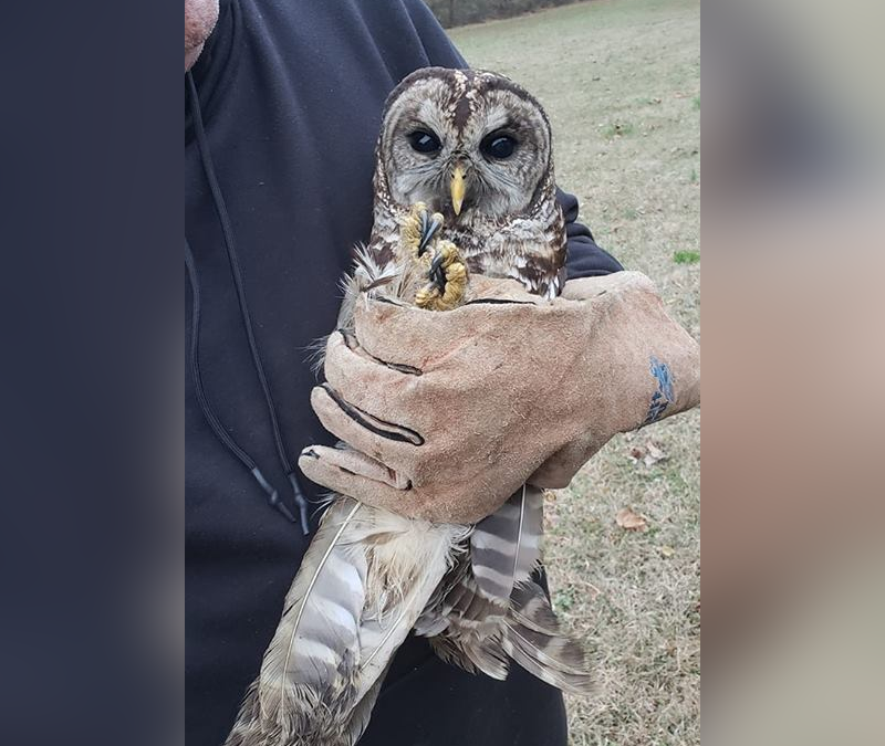 Barred Owl Release